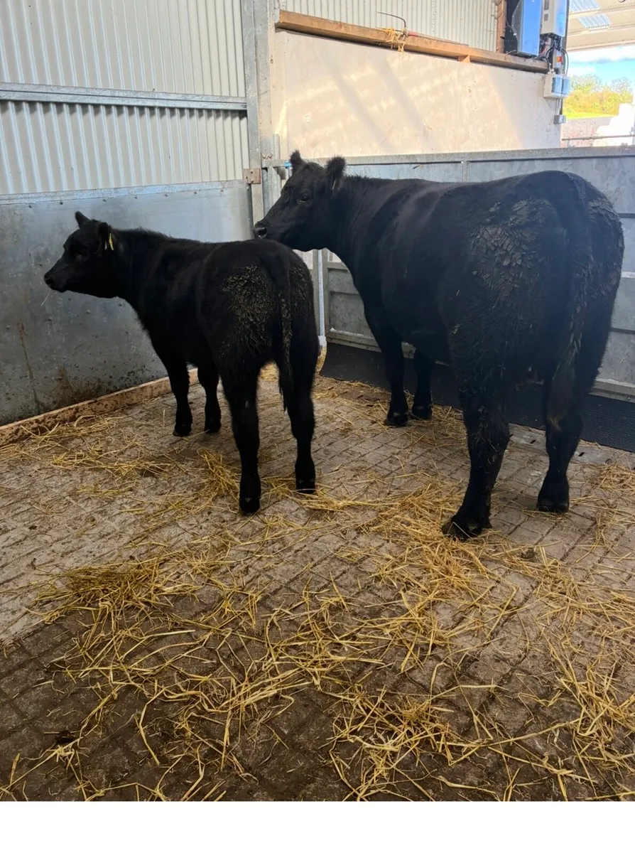 5 star cows - Image 1