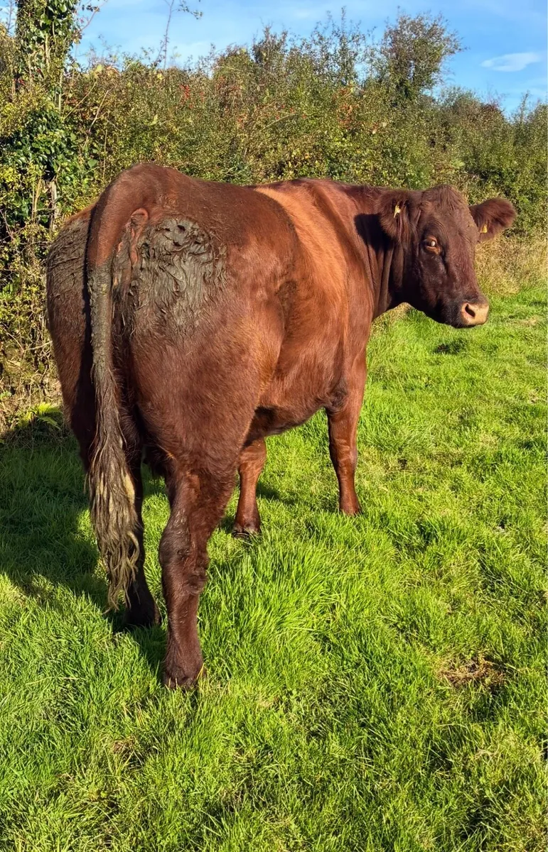 5 star cows - Image 2