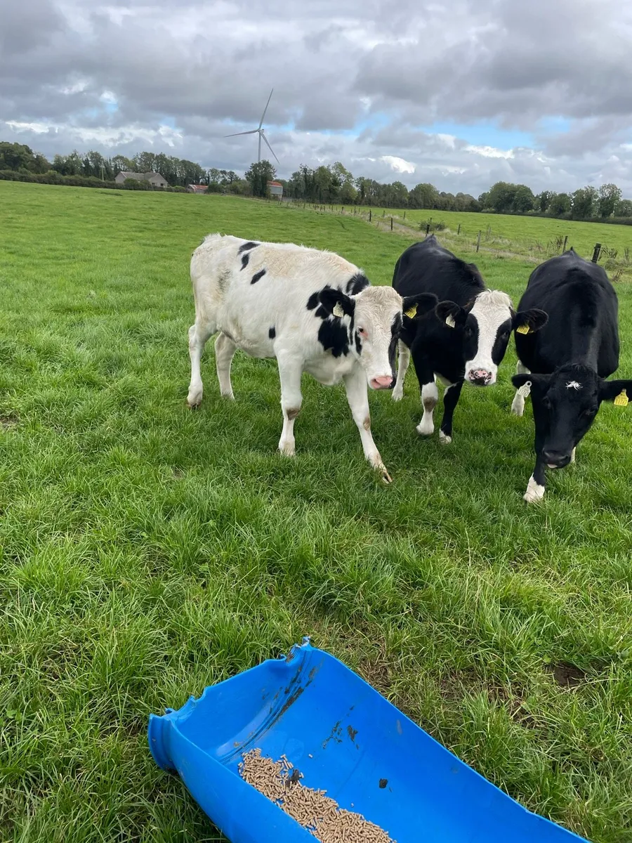 Friesian Bullock and Heifers - Image 4