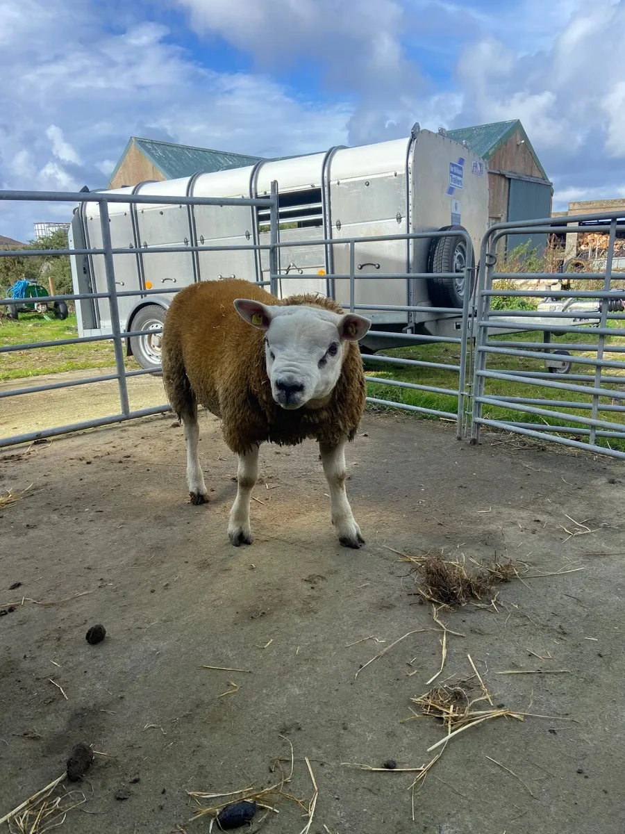 Purebred texel ram lambs - Image 1