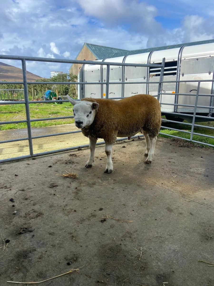 Purebred texel ram lambs - Image 2