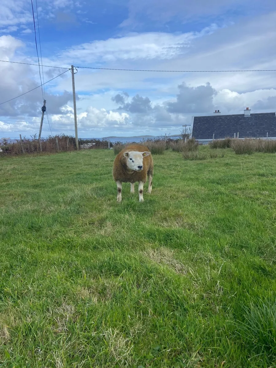 Purebred texel ram lambs - Image 4