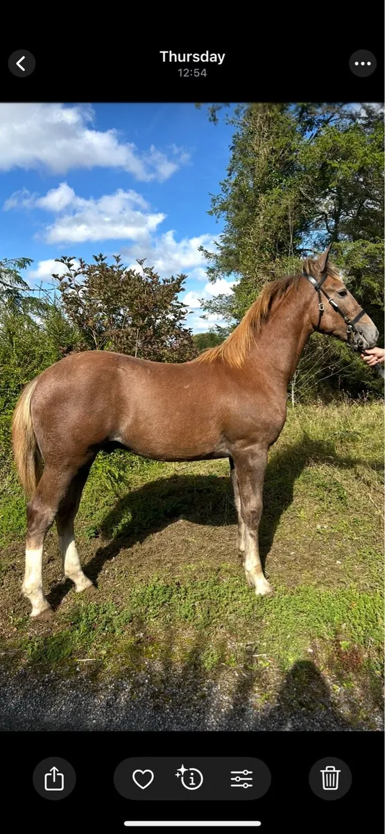 Irish draught colt foal - Image 2
