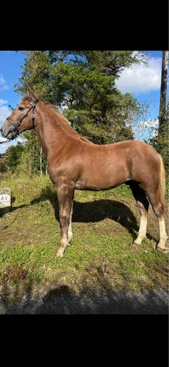 Irish draught colt foal - Image 3