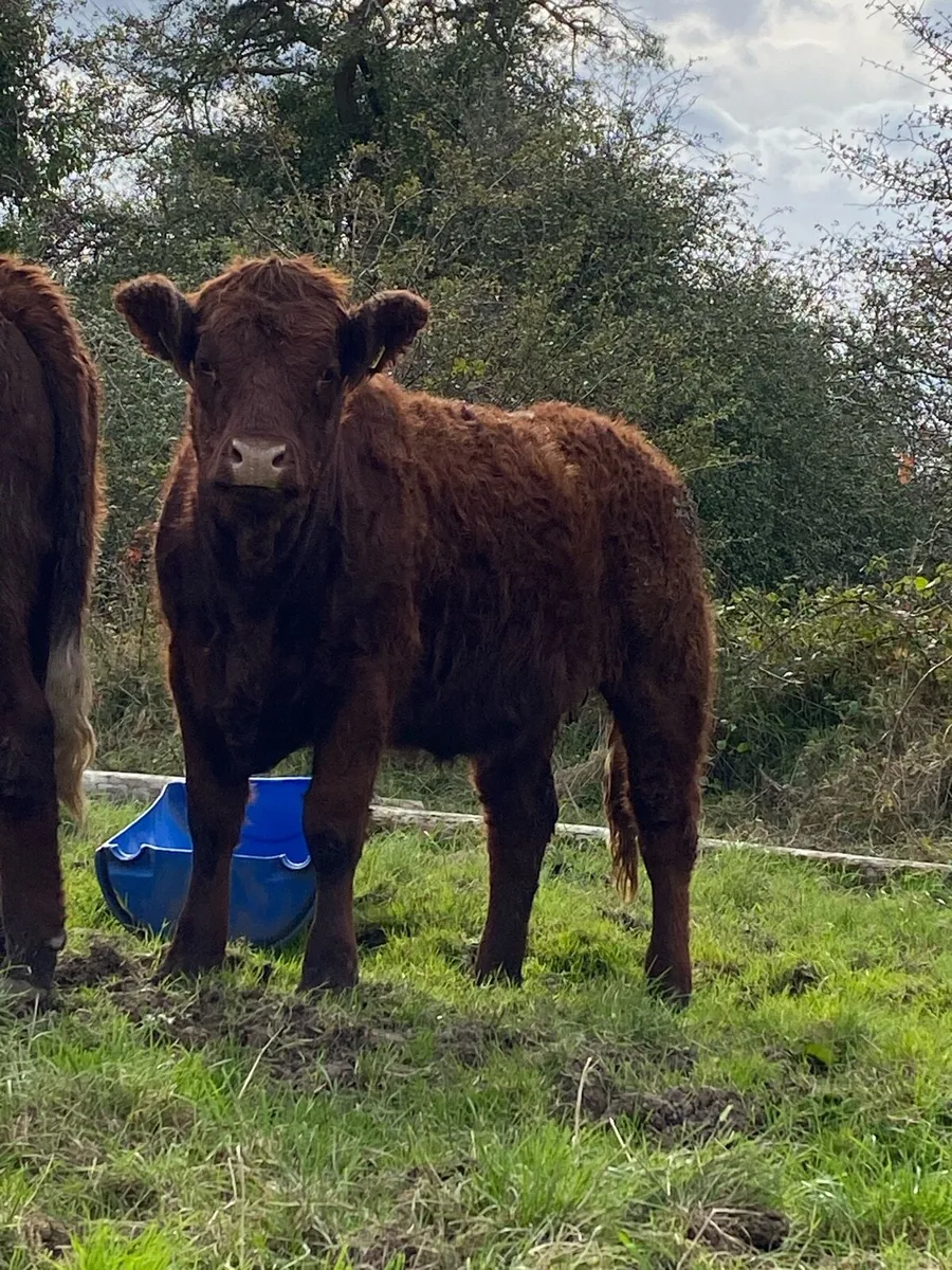 Pb Saler Heifer - Image 1
