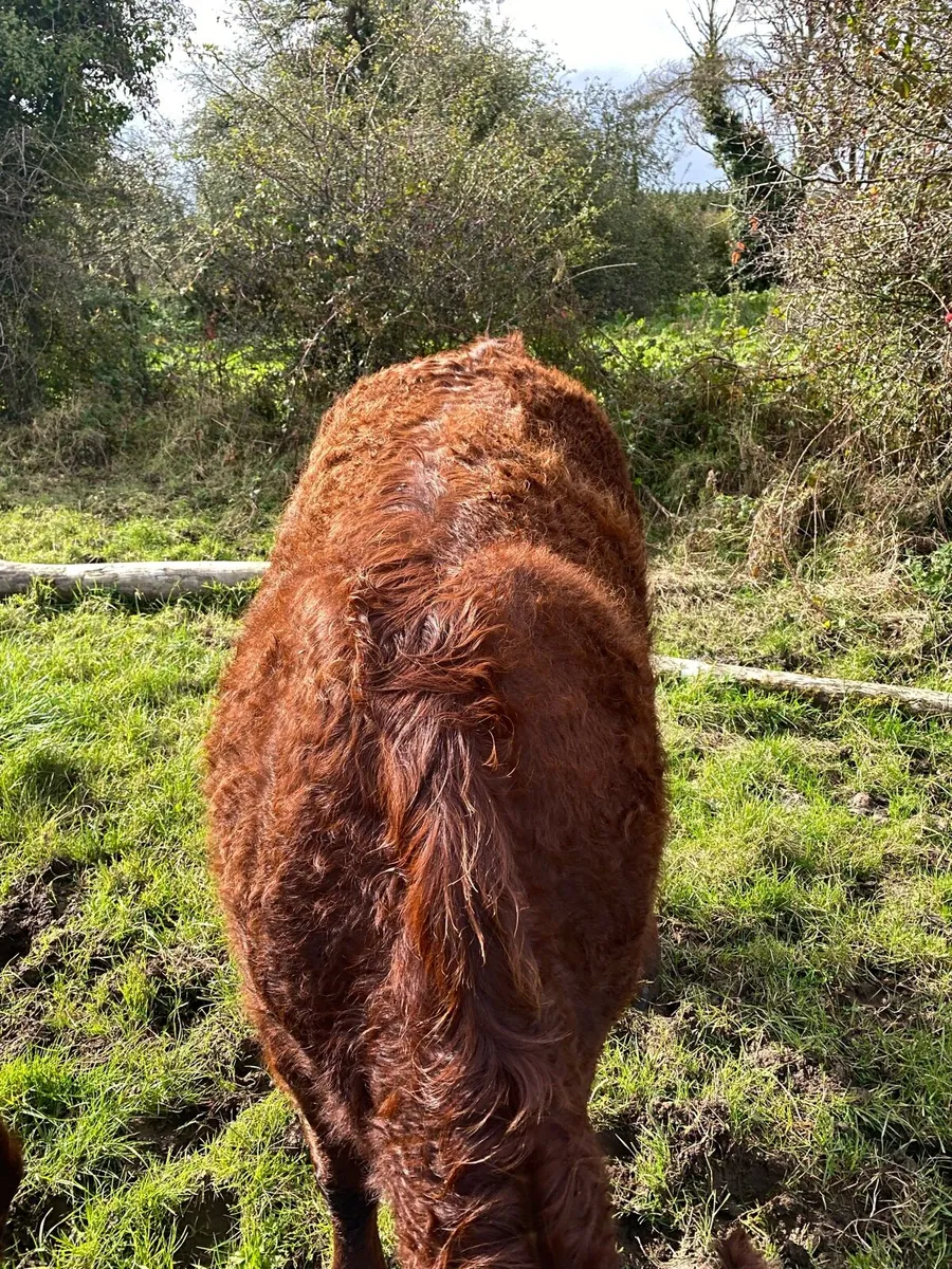 Pb Saler Heifer - Image 2