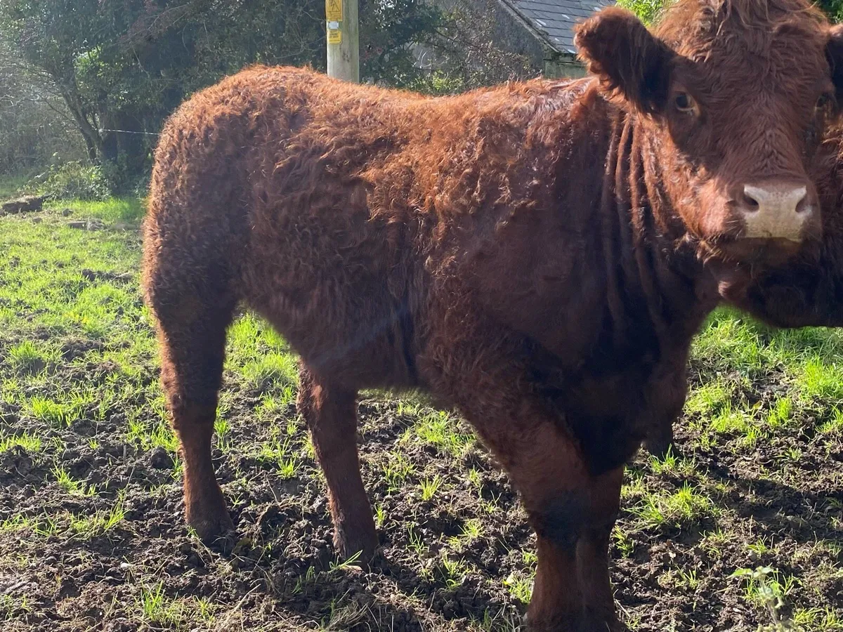Pb Saler Heifer - Image 3