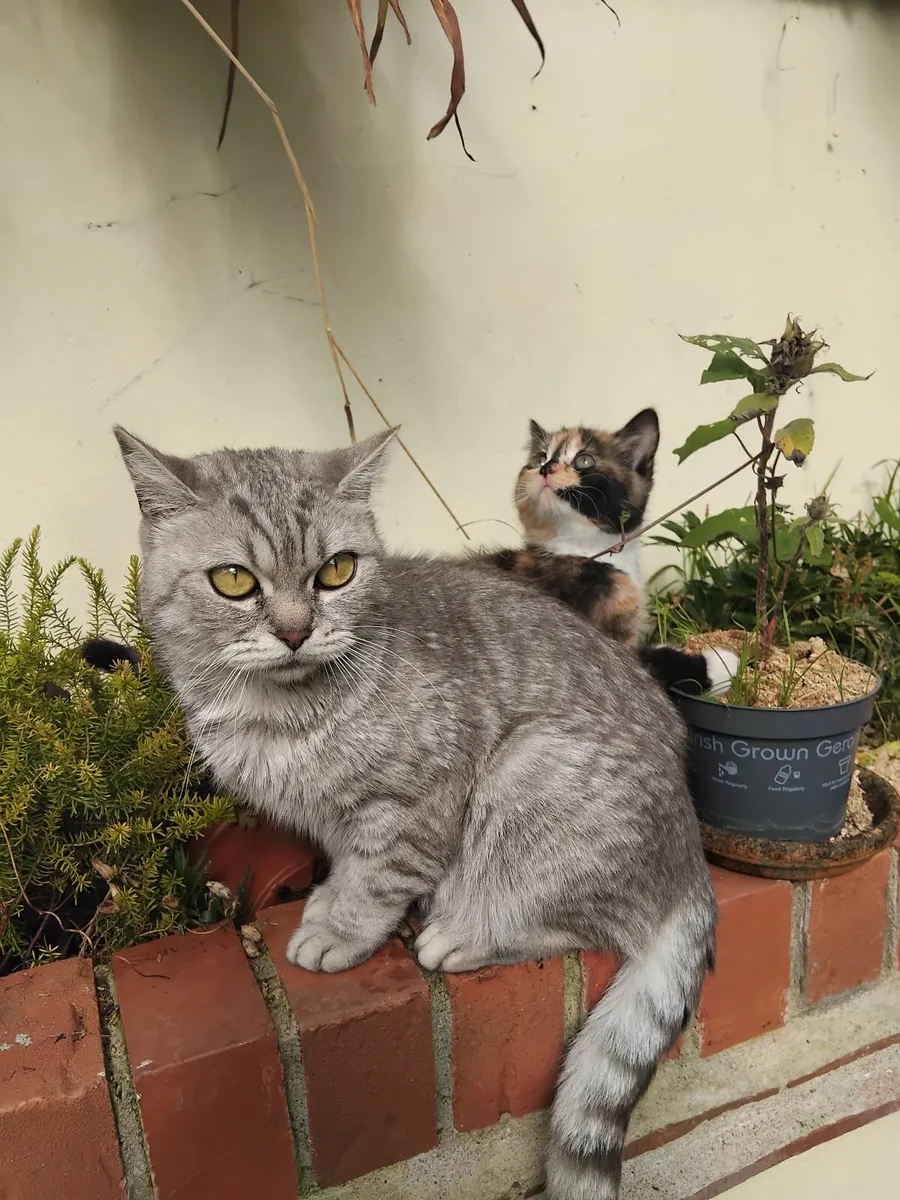 Kittens - Image 1
