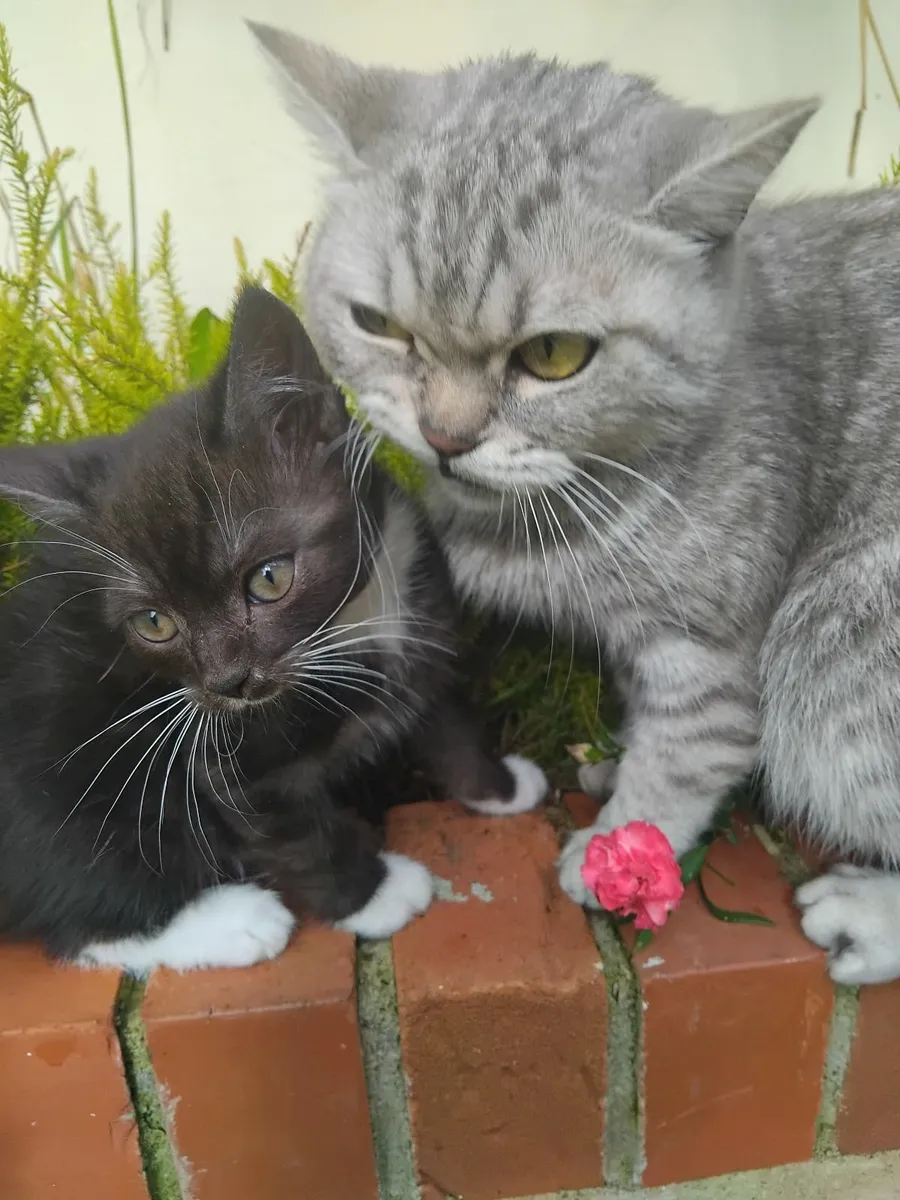 Kittens - Image 2