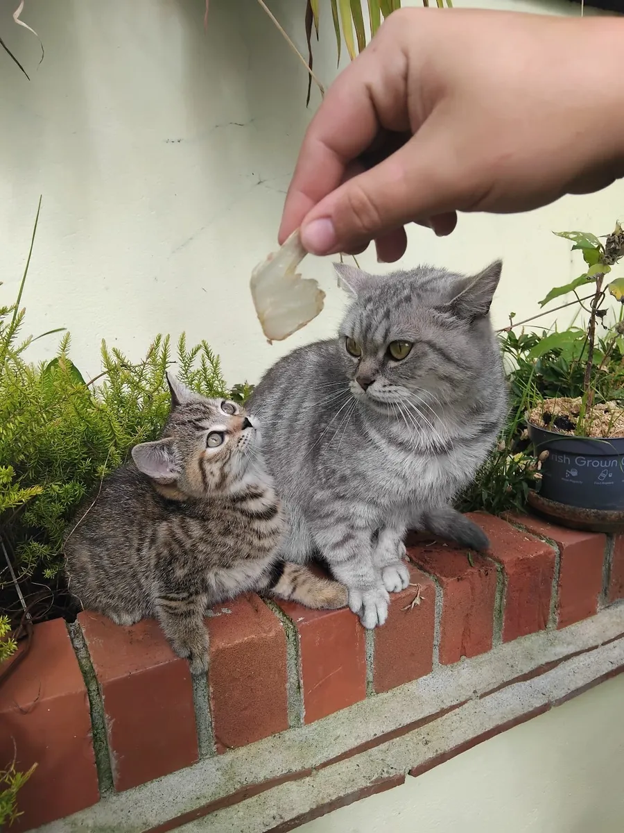 Kittens - Image 4