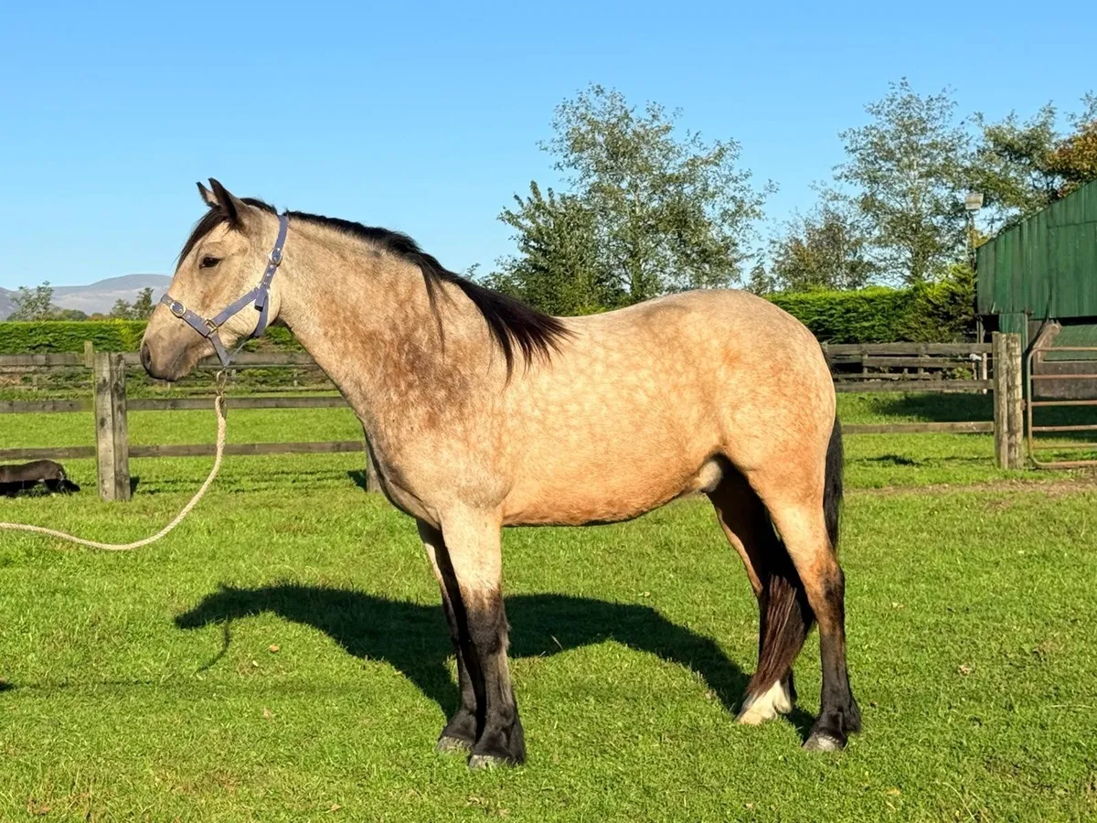 Dun gelding 15hh. - Image 1