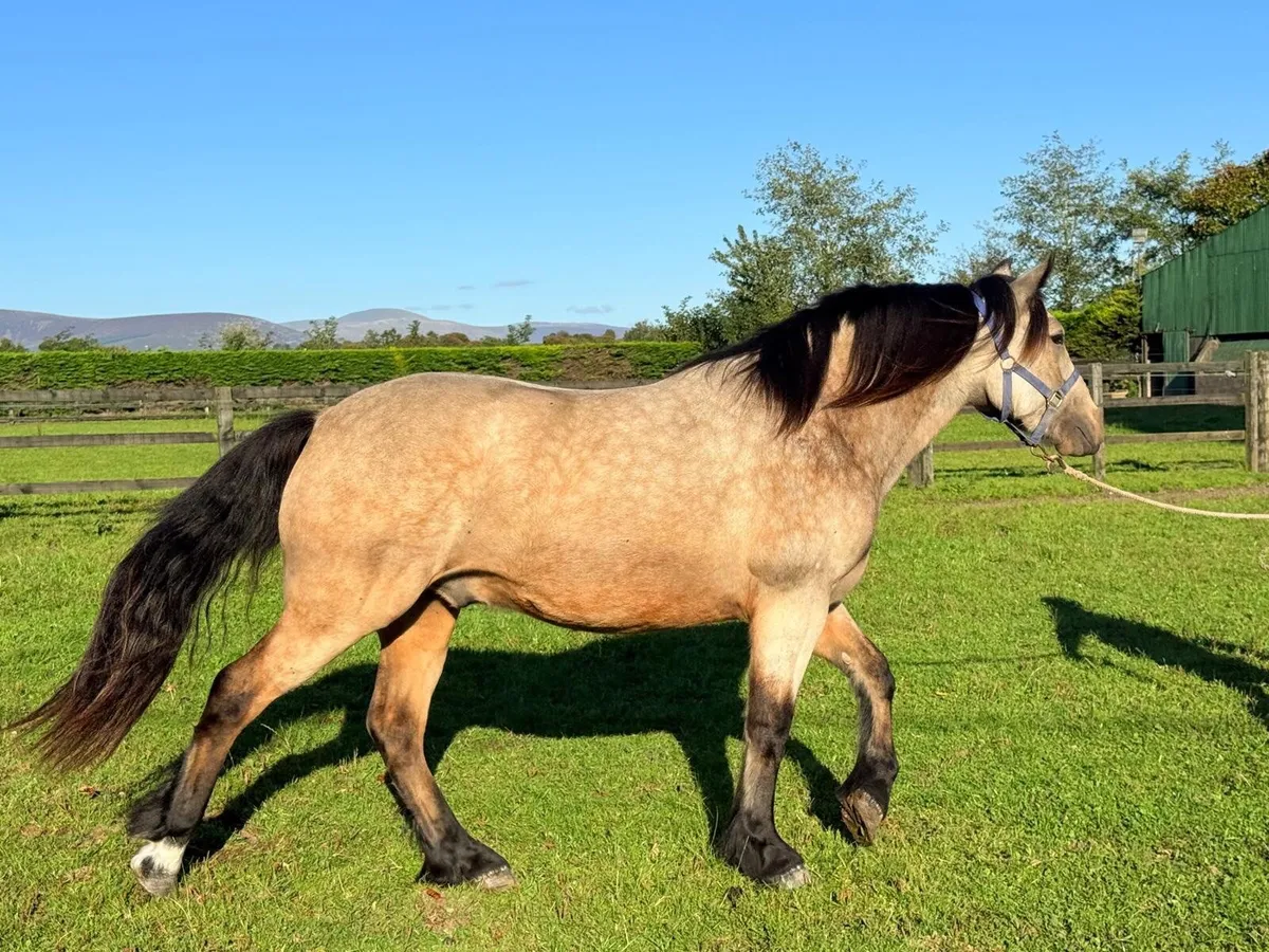 Dun gelding 15hh. - Image 3
