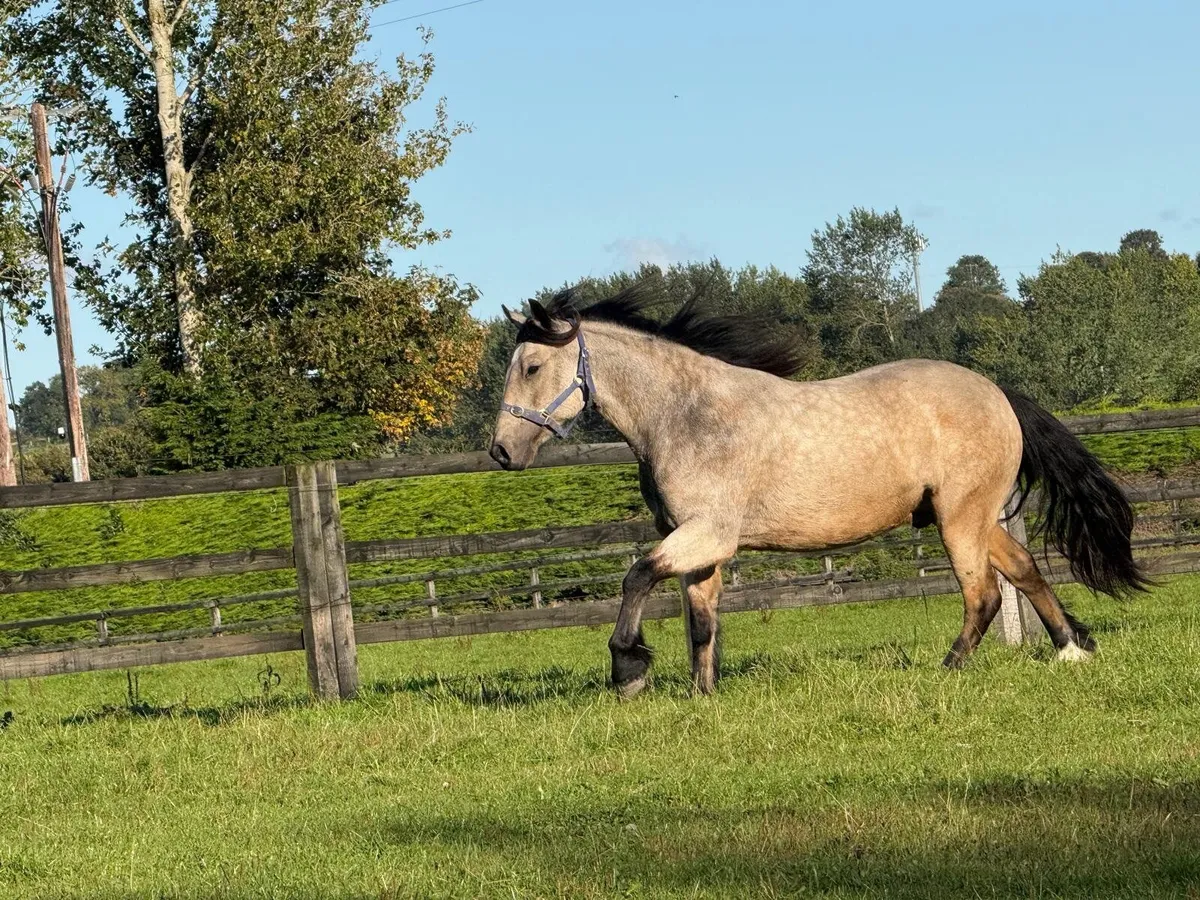 Dun gelding 15hh. - Image 4