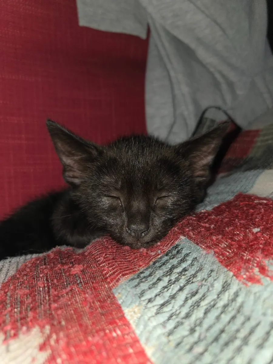 kitten - Image 2