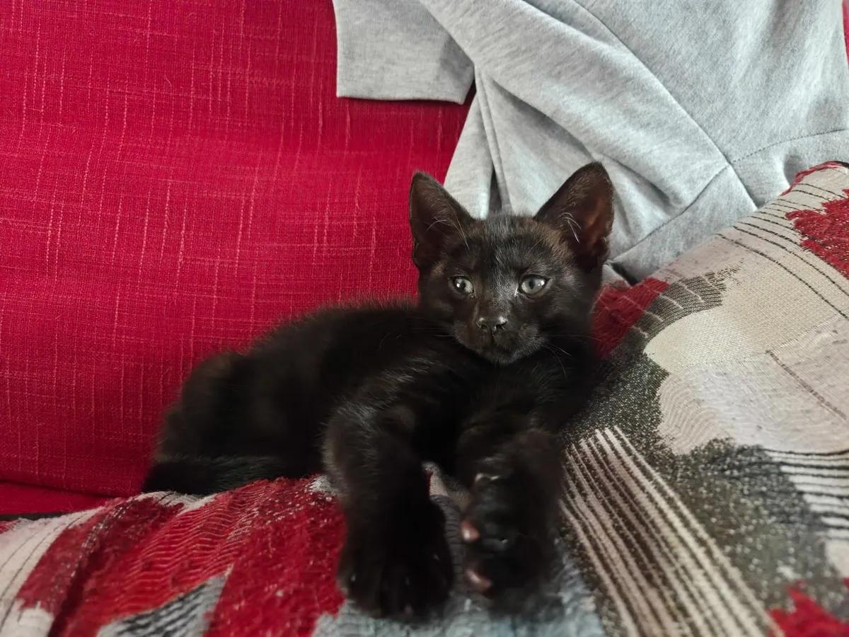 kitten - Image 3