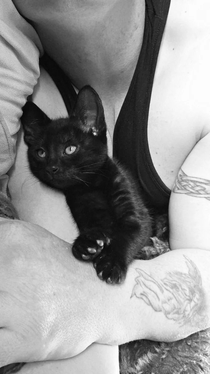 kitten - Image 4