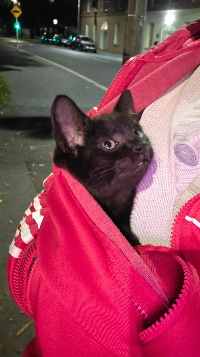 kitten - Image 1
