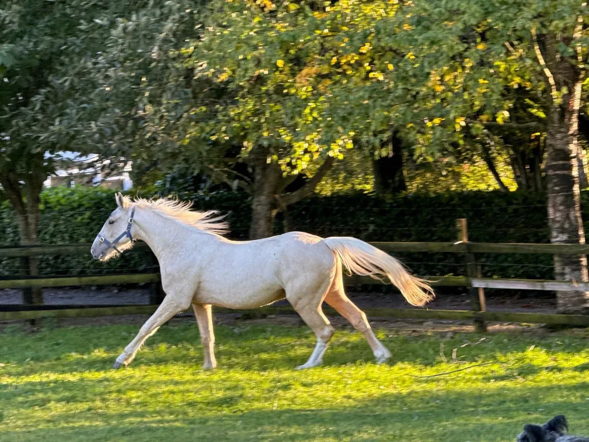Beautiful palomino gelding. 15.1hh - Image 3