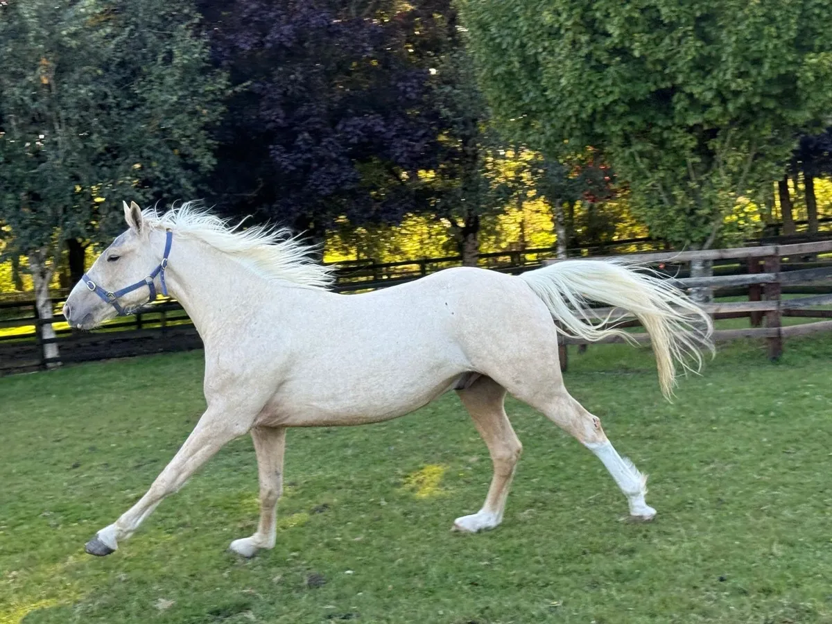 Beautiful palomino gelding. 15.1hh - Image 4