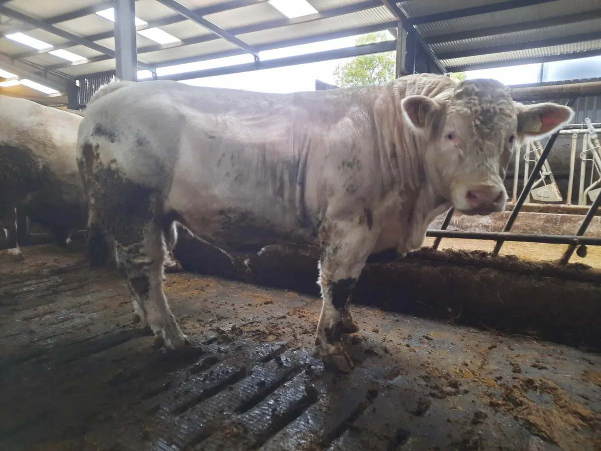 Pbr charolais bulls - Image 2