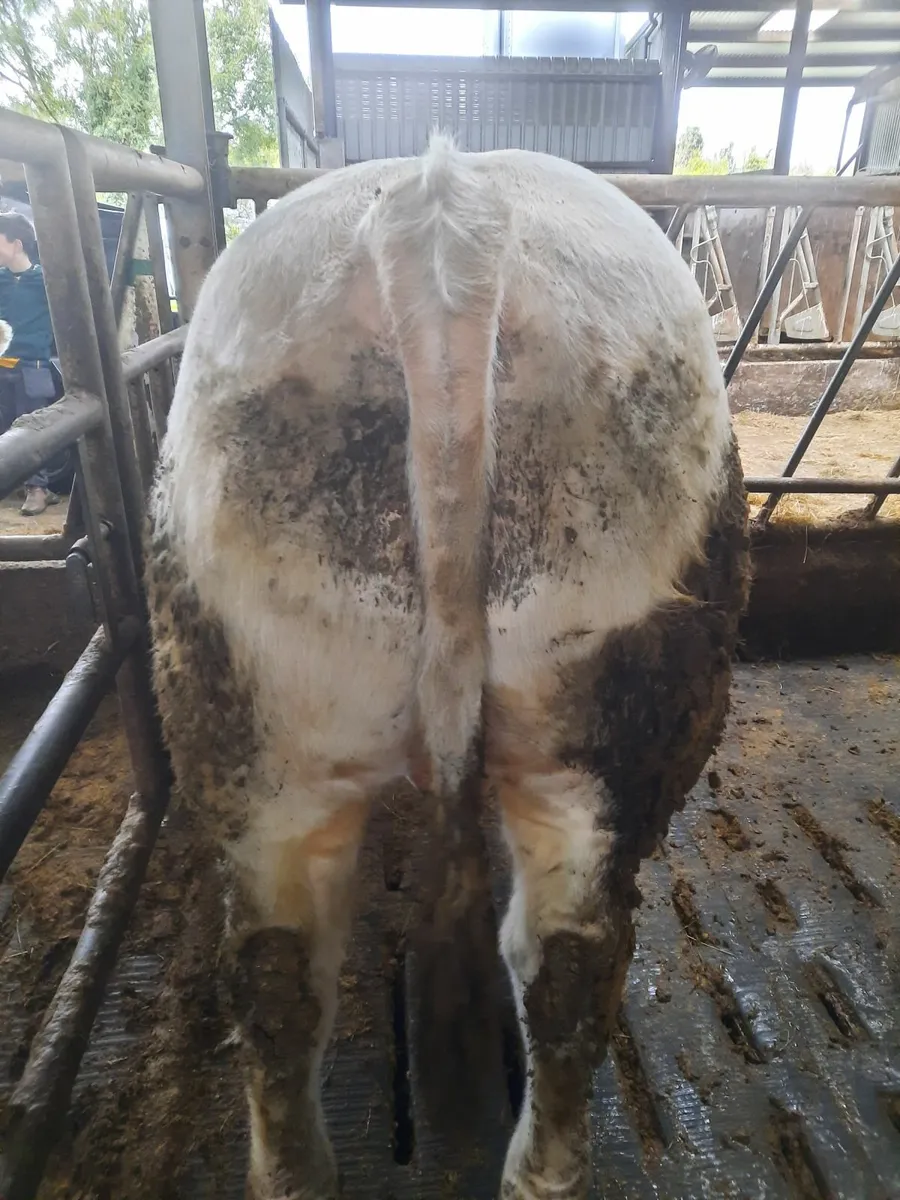 Pbr charolais bulls - Image 3
