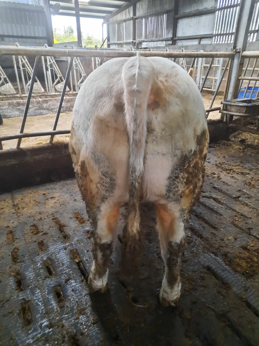 Pbr charolais bulls - Image 4