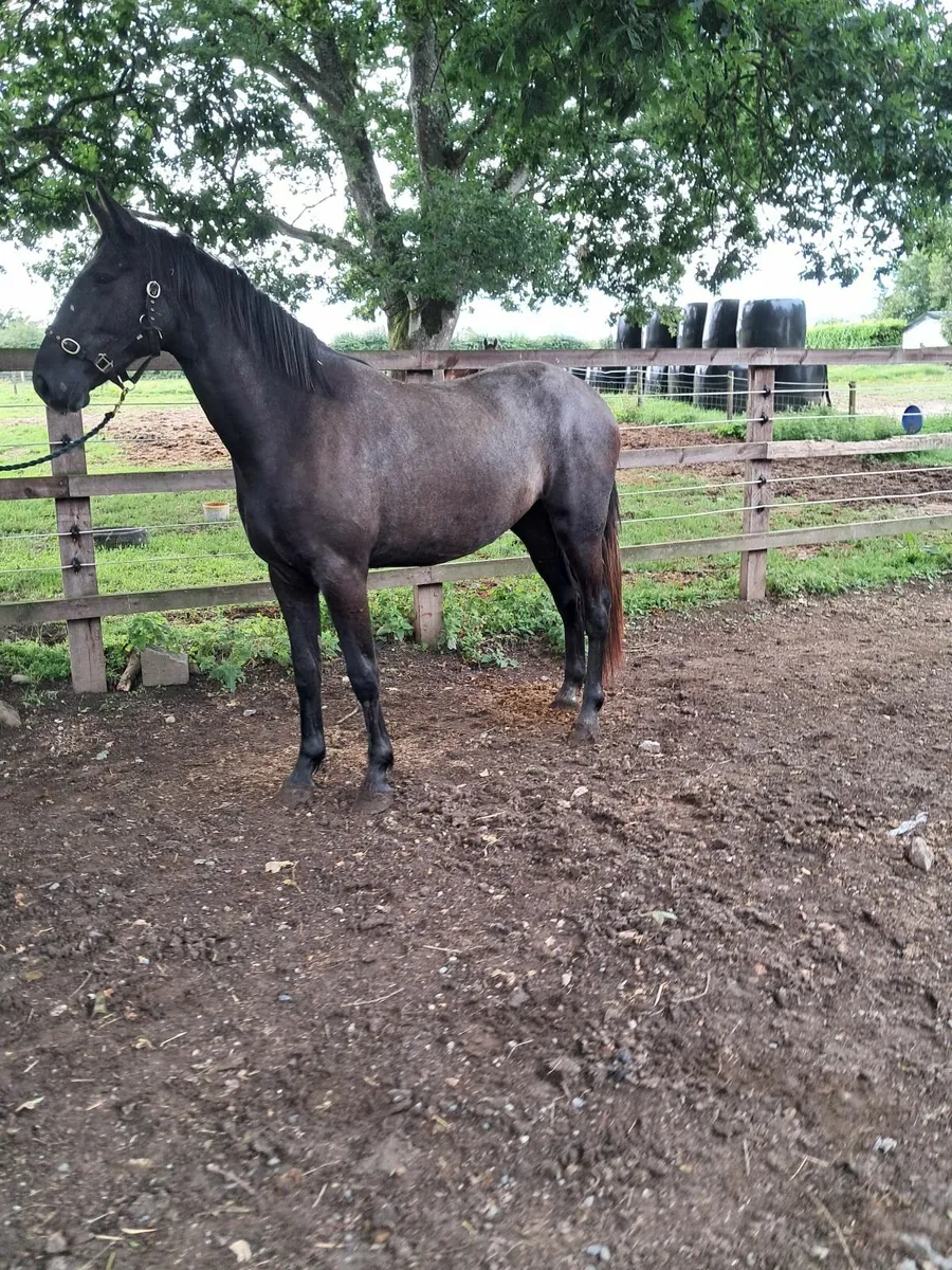 Horse - Image 3