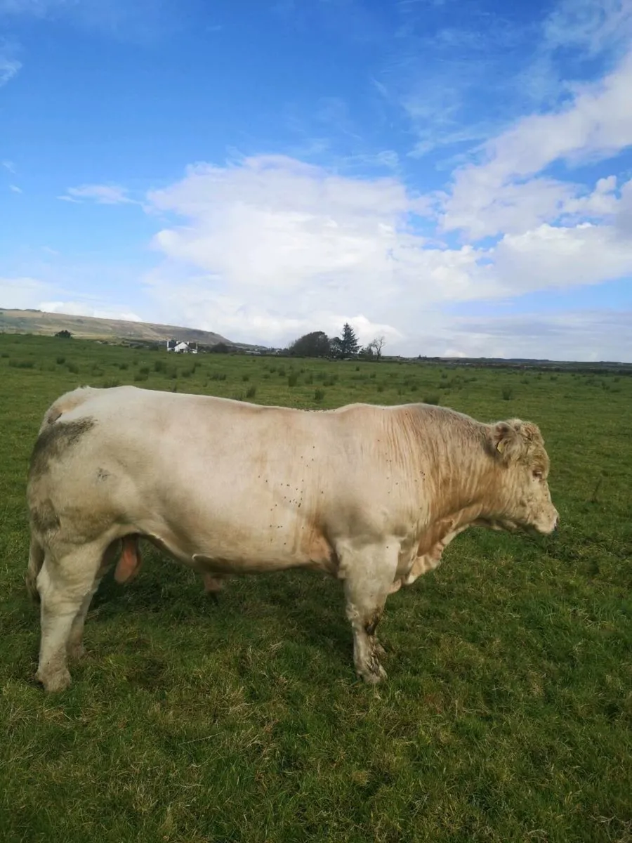 Limestone charl bull 2yr - Image 1