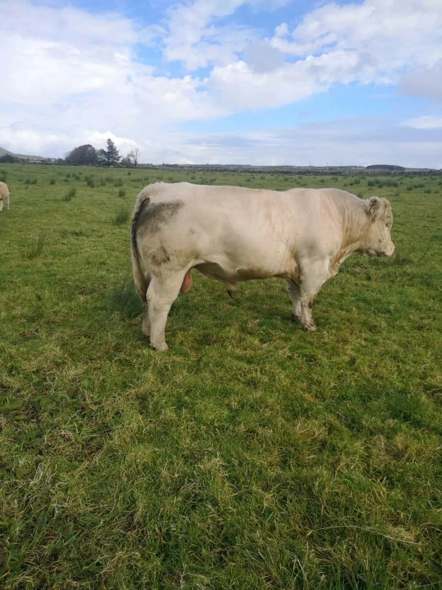 Limestone charl bull 2yr - Image 2