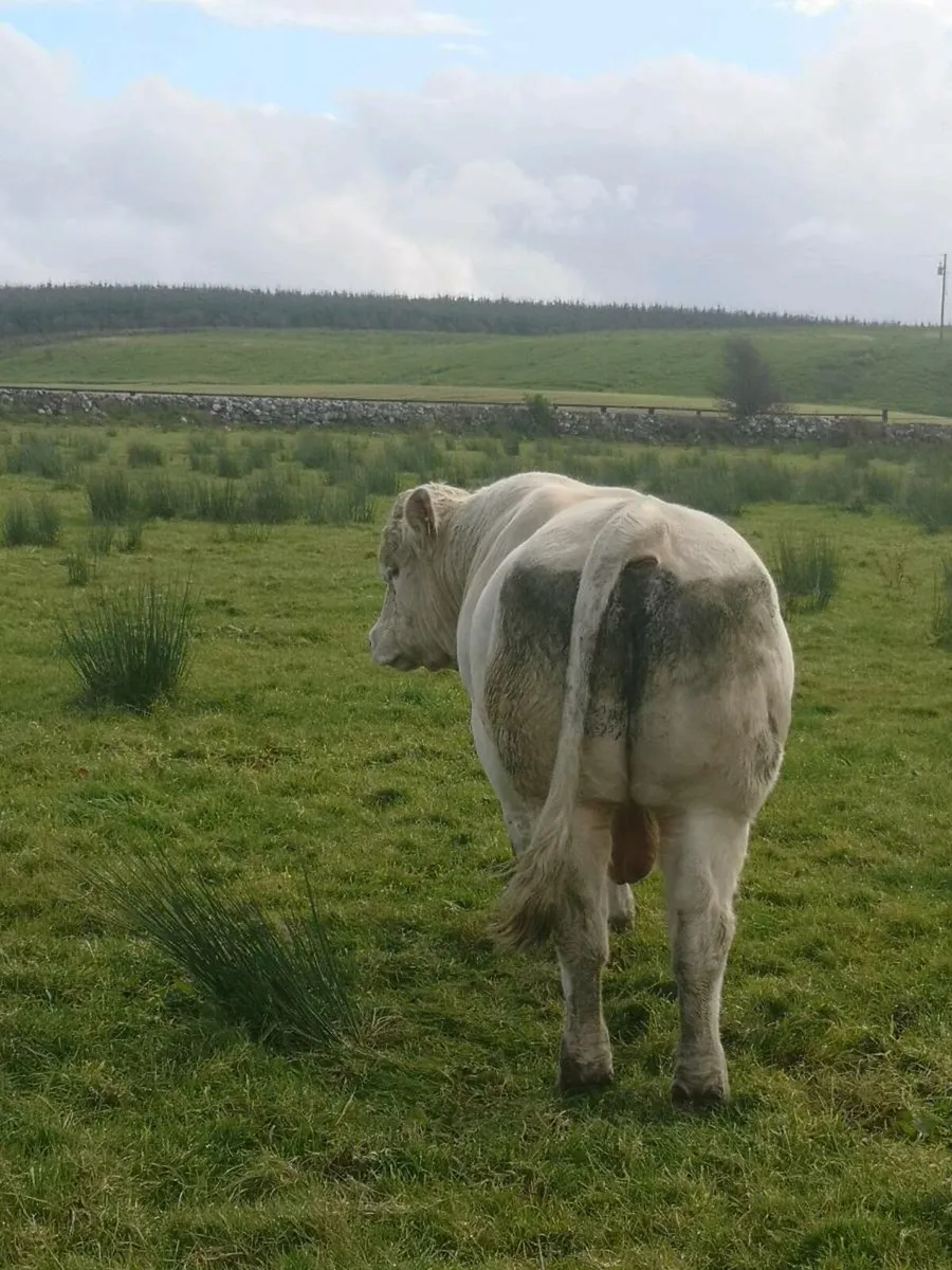 Limestone charl bull 2yr - Image 3