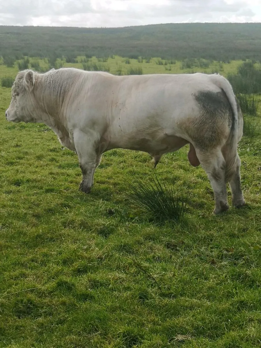 Limestone charl bull 2yr - Image 4