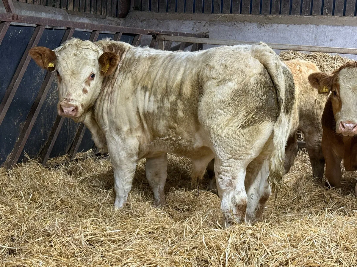 Top End Bull Weanlings - Image 1