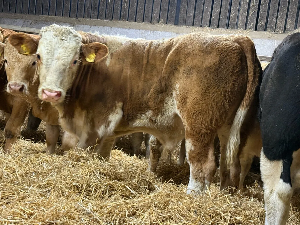 Top End Bull Weanlings - Image 2