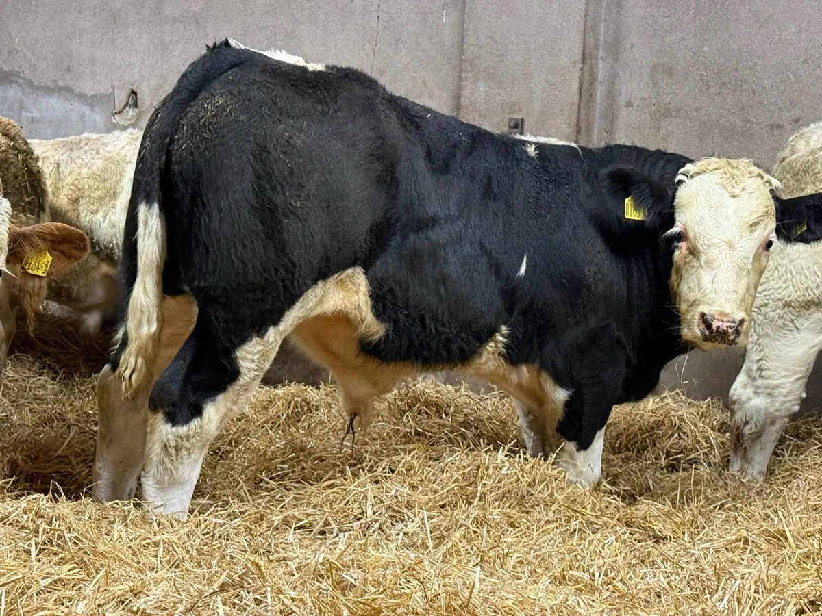 Top End Bull Weanlings - Image 3