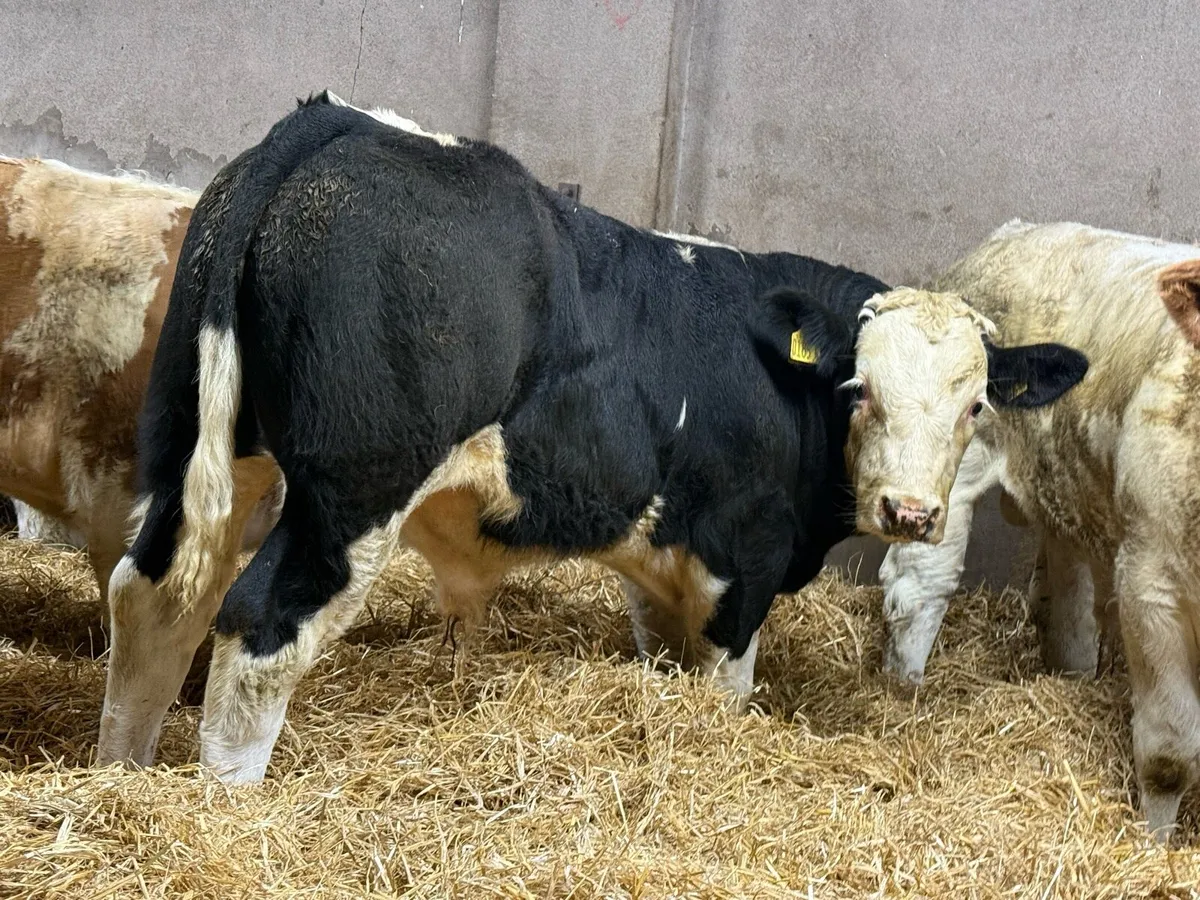 Top End Bull Weanlings - Image 4