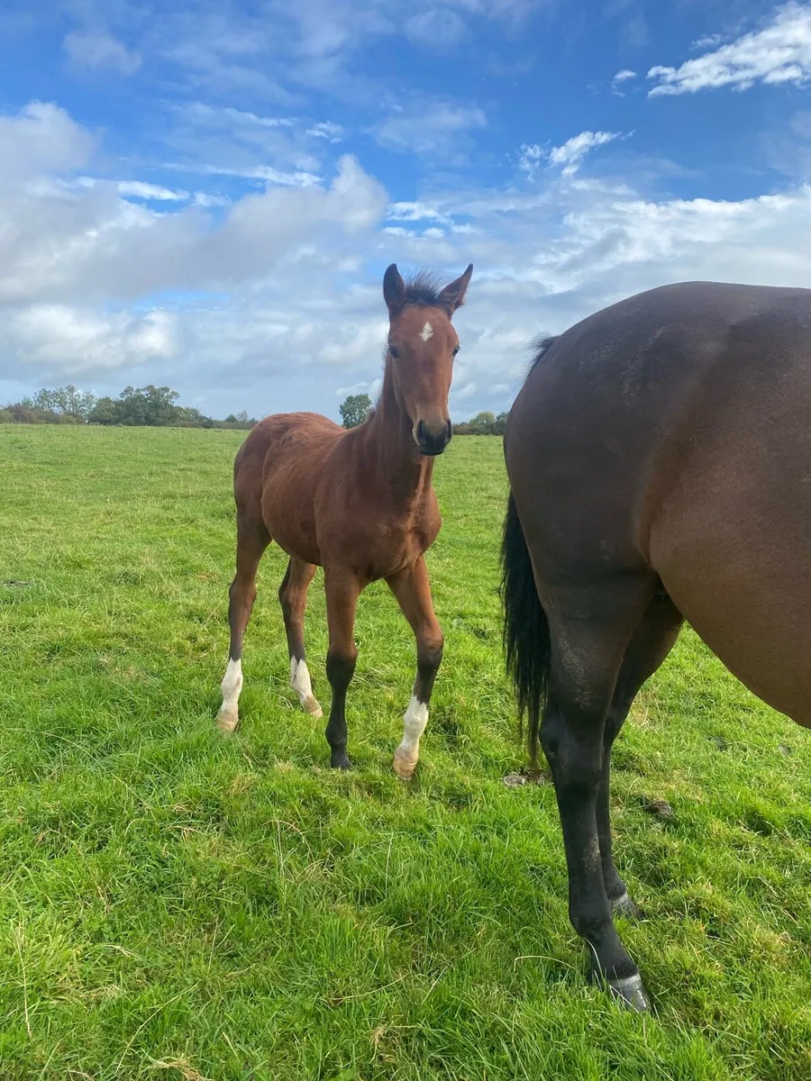 Weanling colt foal - Image 2
