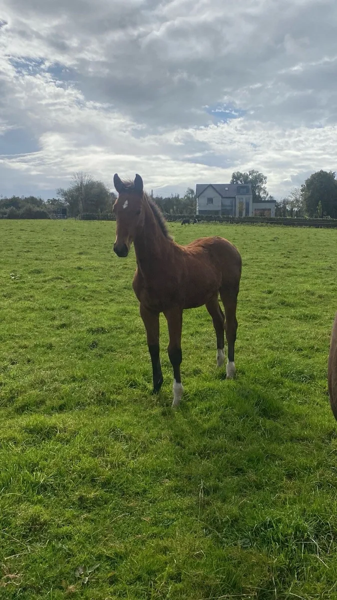 Weanling colt foal - Image 3
