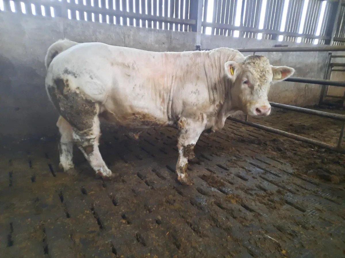 Pbr charolais bulls - Image 1