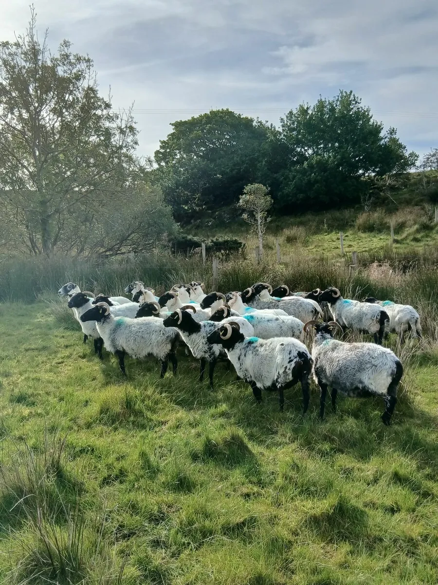 Ewes - Image 1