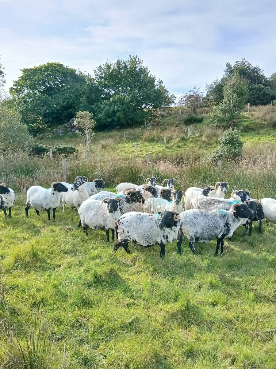 Ewes - Image 2