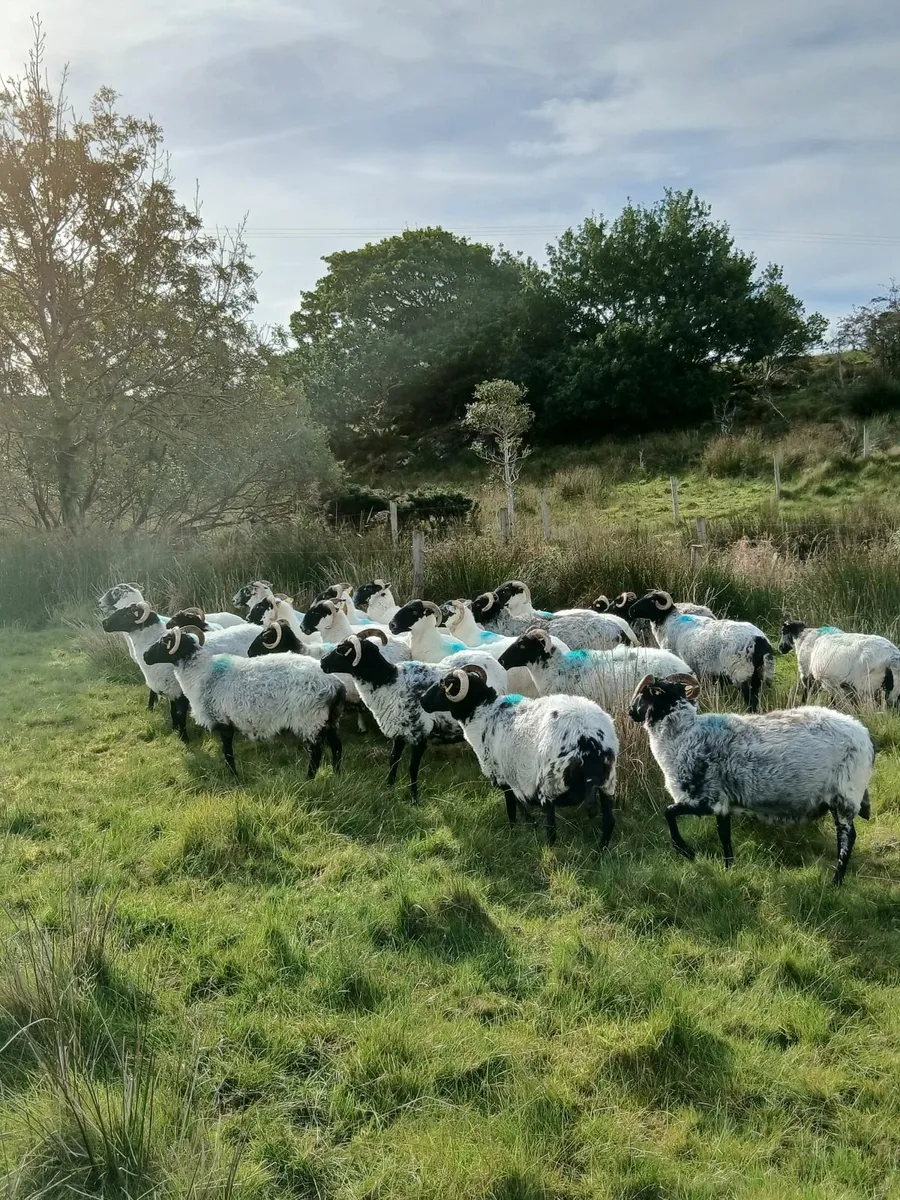 Ewes - Image 3