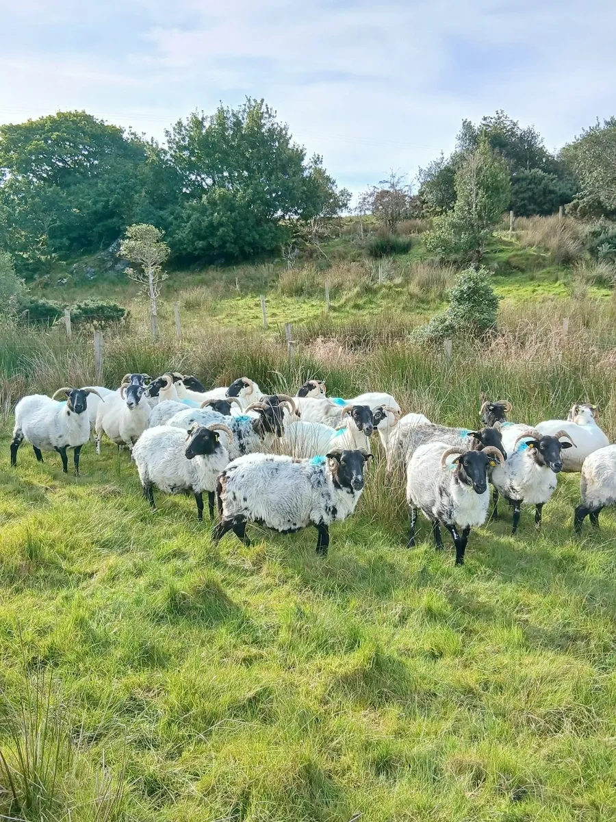 Ewes - Image 4