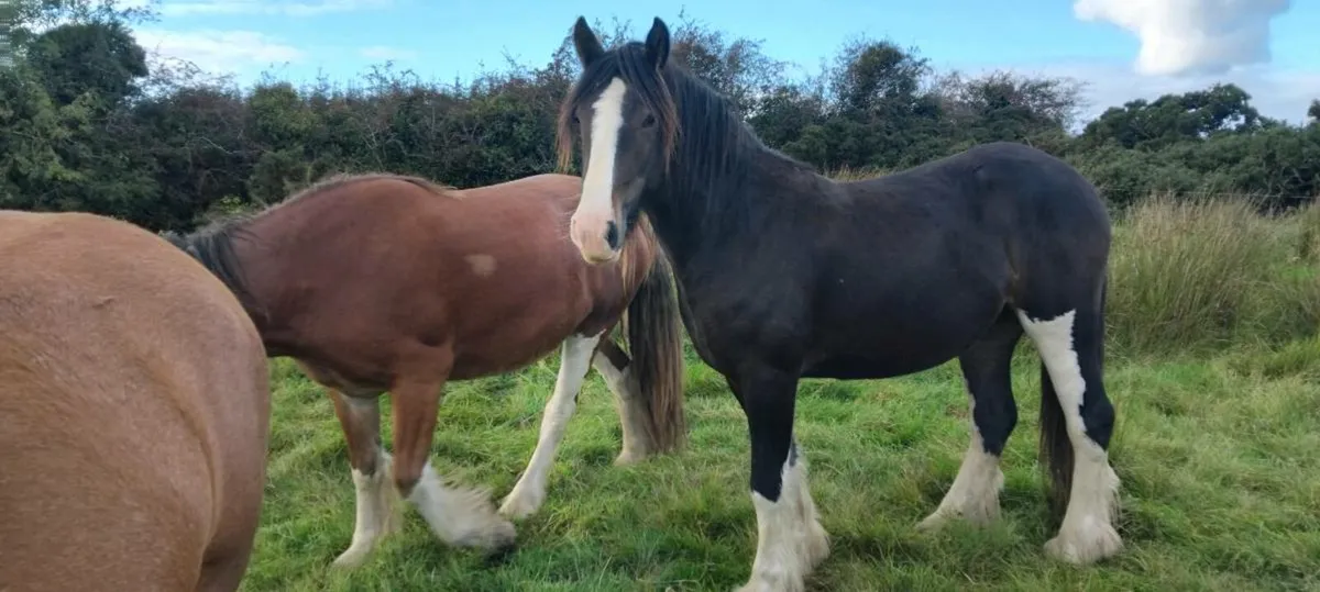 Quality cob fillies - Image 1