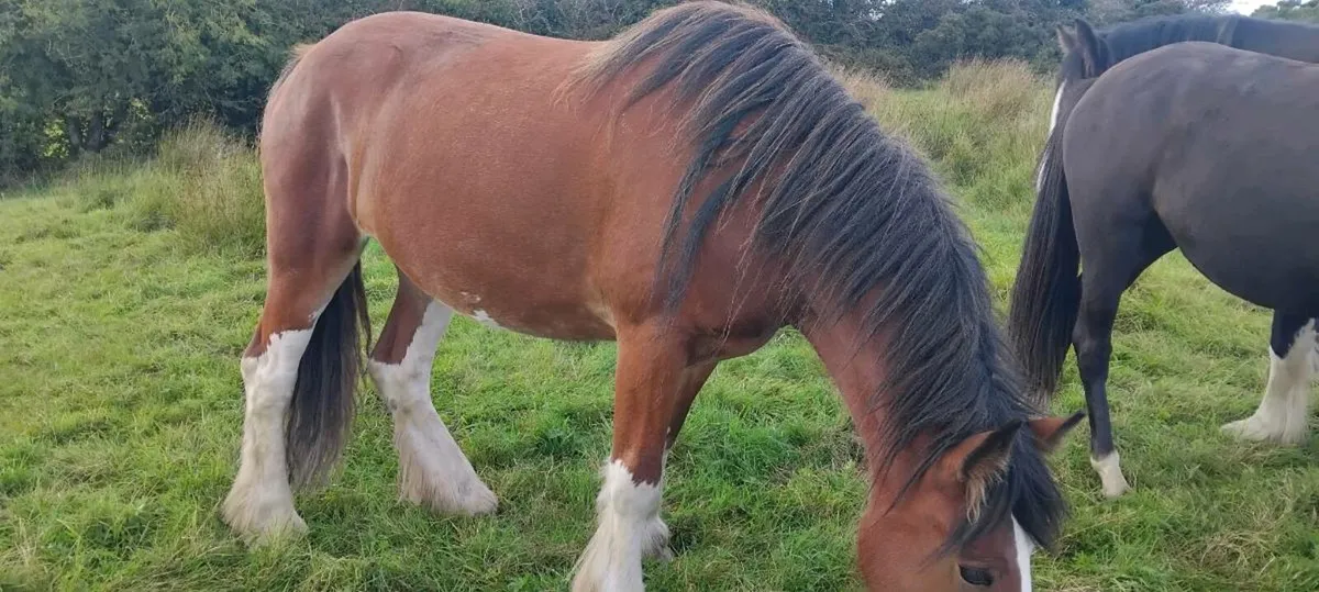 Quality cob fillies - Image 2