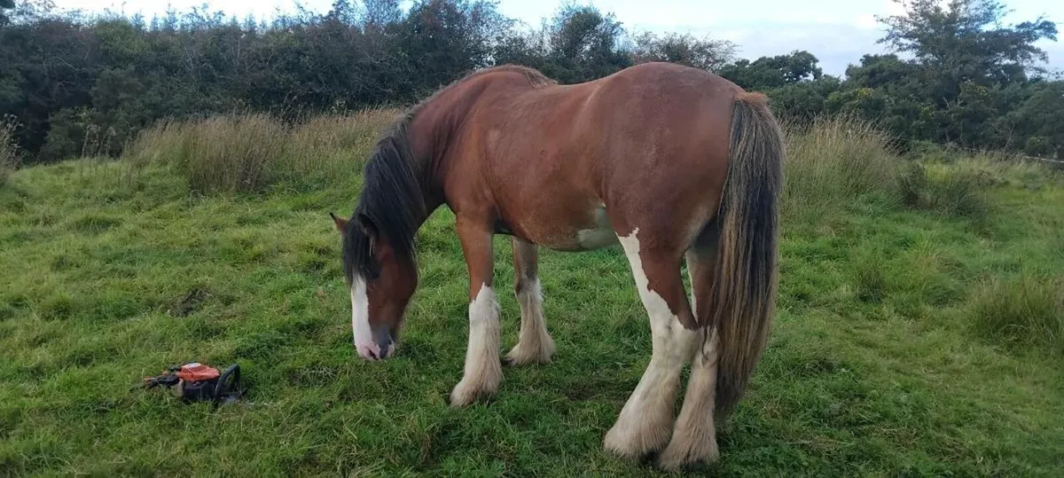 Quality cob fillies - Image 3