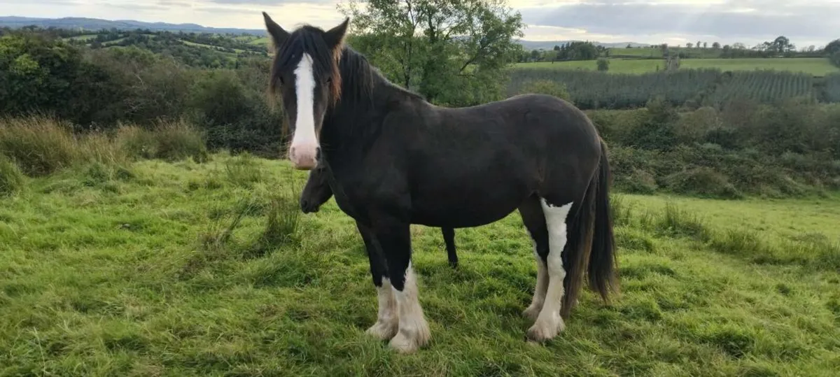 Quality cob fillies - Image 4