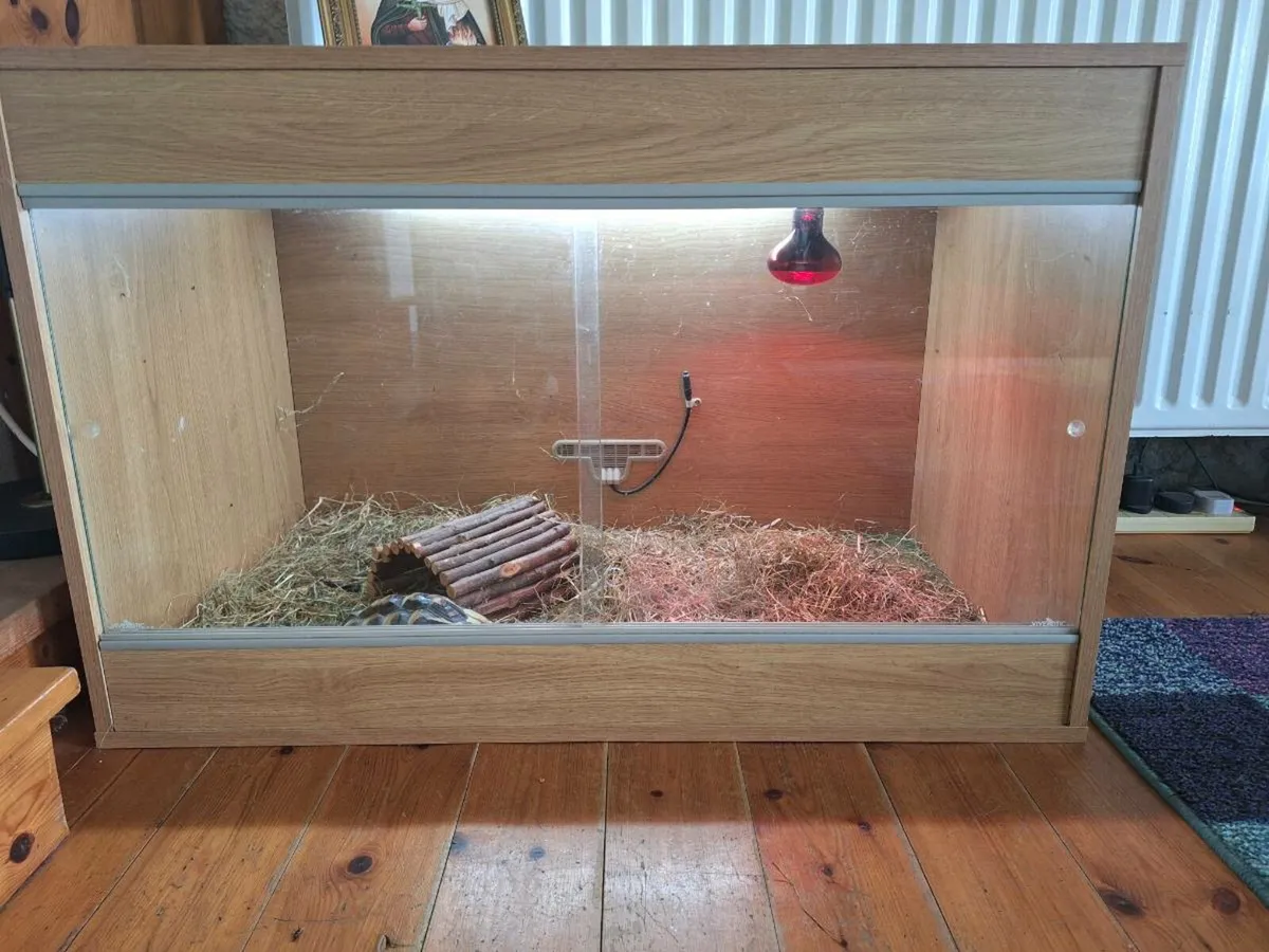 Hermann Tortoise with house - Image 1
