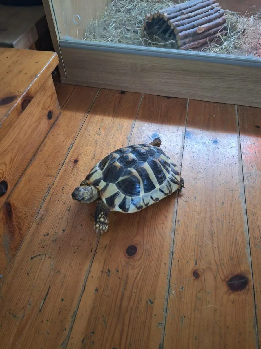 Hermann Tortoise with house - Image 2