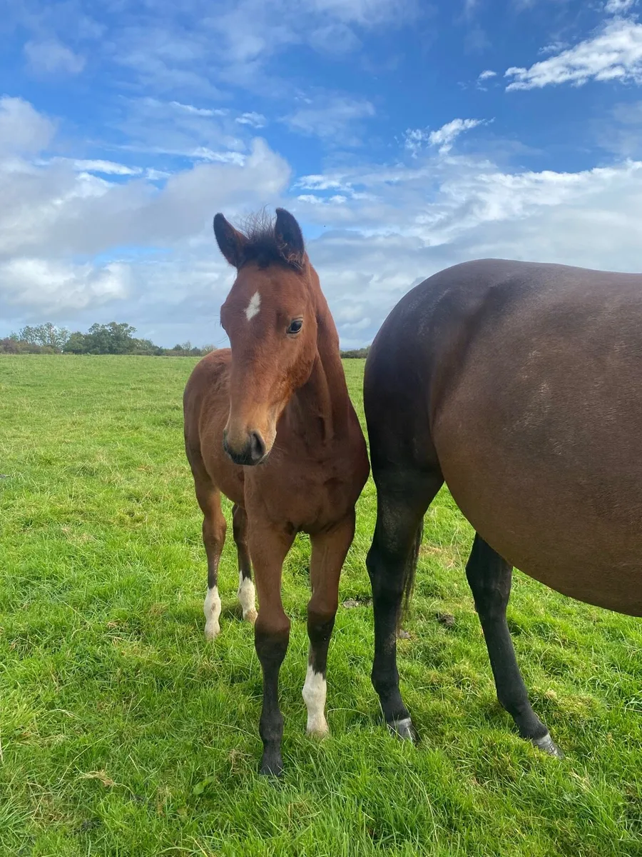 Weanling colt foal - Image 1