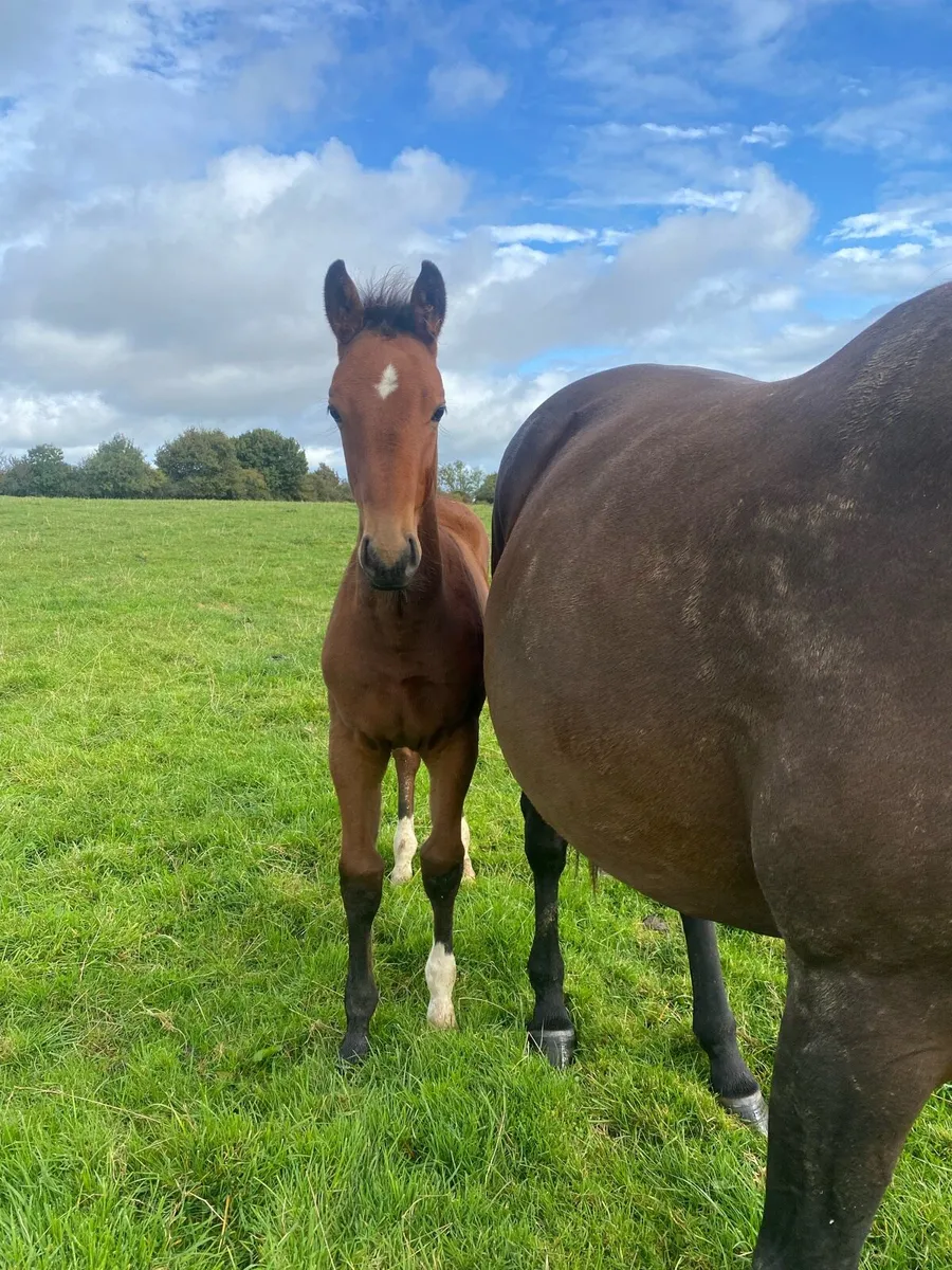 Weanling colt foal - Image 4